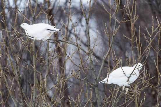 2015-03-23-00208_til nett,_